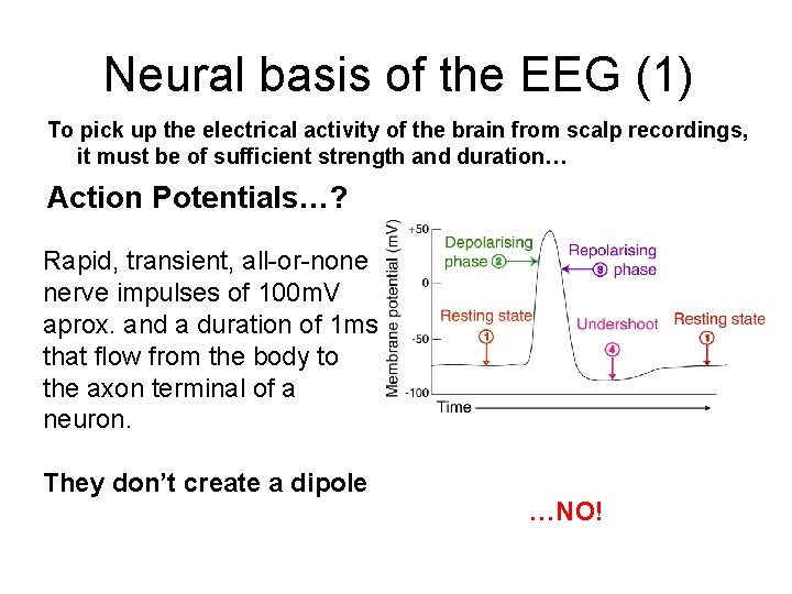 Neural basis of the EEG (1) To pick up the electrical activity of the