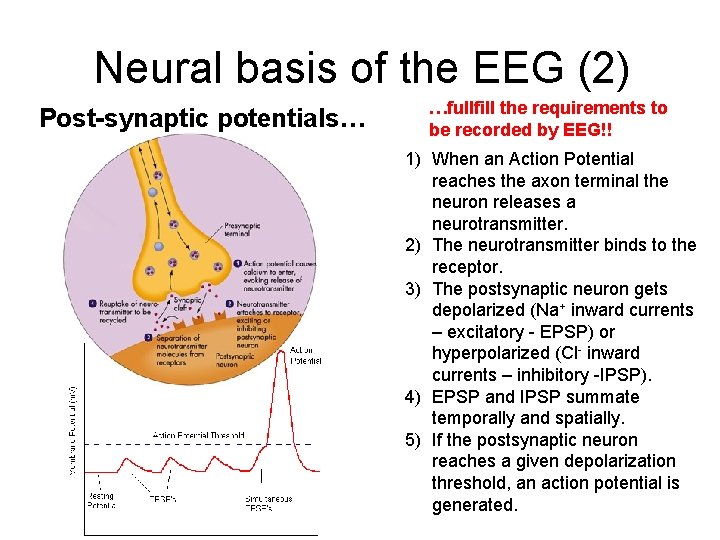 Neural basis of the EEG (2) Post-synaptic potentials… …fullfill the requirements to be recorded