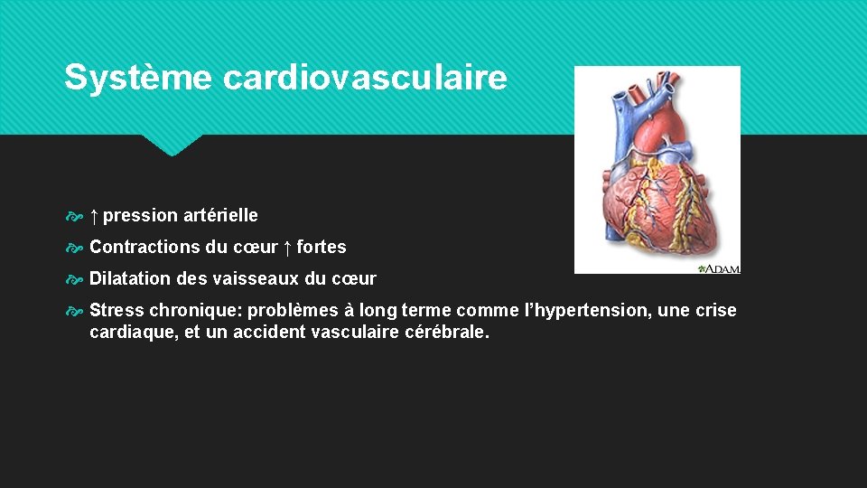 Système cardiovasculaire ↑ pression artérielle Contractions du cœur ↑ fortes Dilatation des vaisseaux du