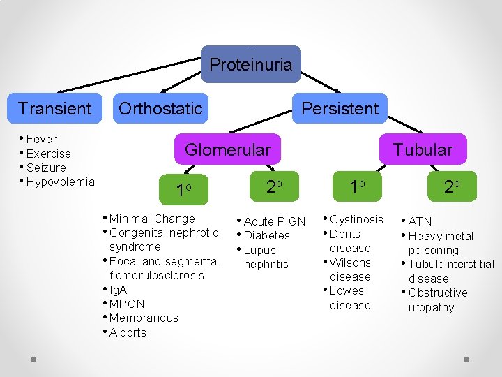 Proteinuria Transient • Fever • Exercise • Seizure • Hypovolemia Orthostatic Persistent Glomerular 1