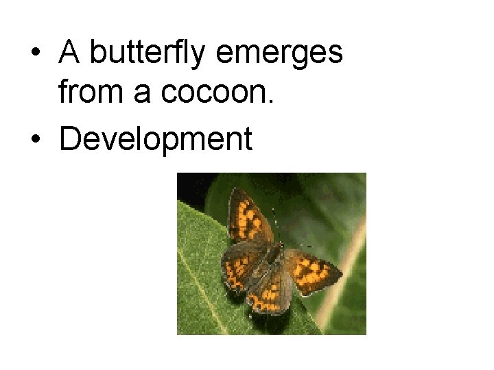  • A butterfly emerges from a cocoon. • Development 