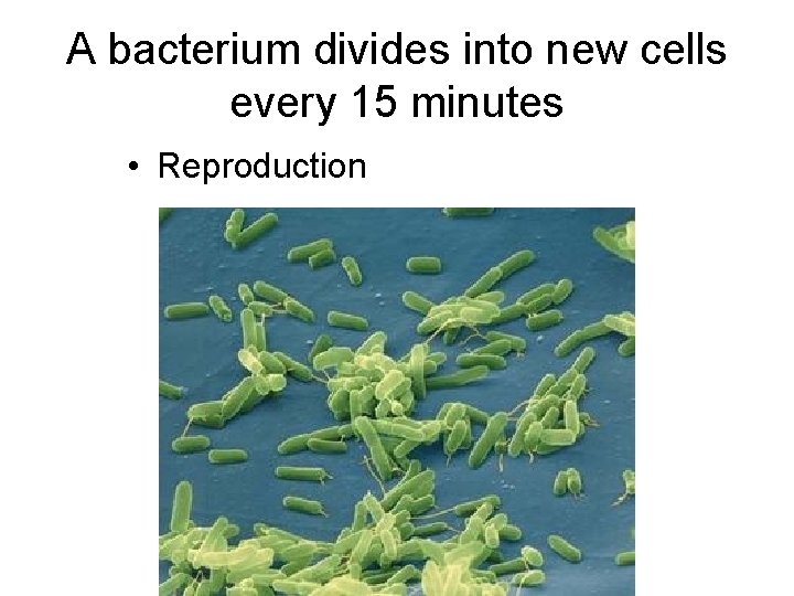 A bacterium divides into new cells every 15 minutes • Reproduction 