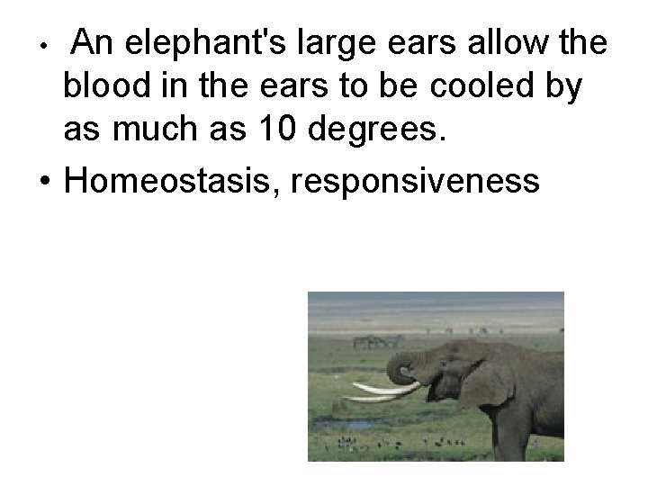 An elephant's large ears allow the blood in the ears to be cooled by