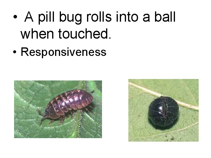  • A pill bug rolls into a ball when touched. • Responsiveness 