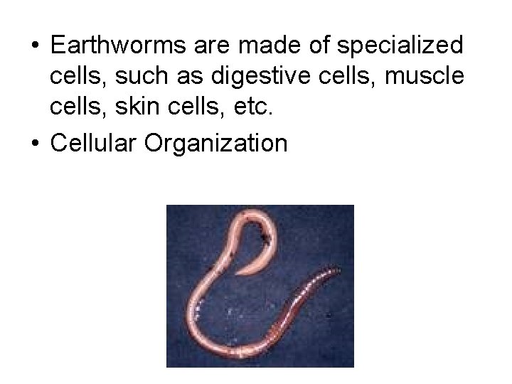  • Earthworms are made of specialized cells, such as digestive cells, muscle cells,