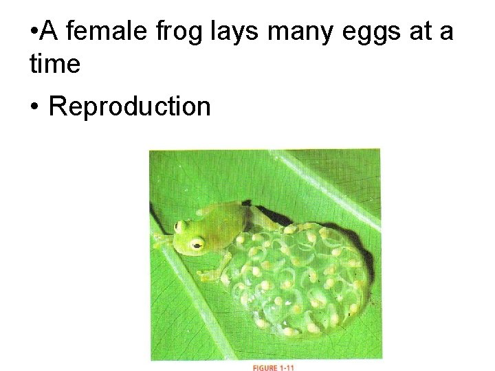  • A female frog lays many eggs at a time • Reproduction 