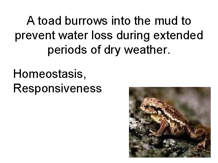 A toad burrows into the mud to prevent water loss during extended periods of
