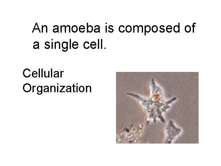 An amoeba is composed of a single cell. Cellular Organization 