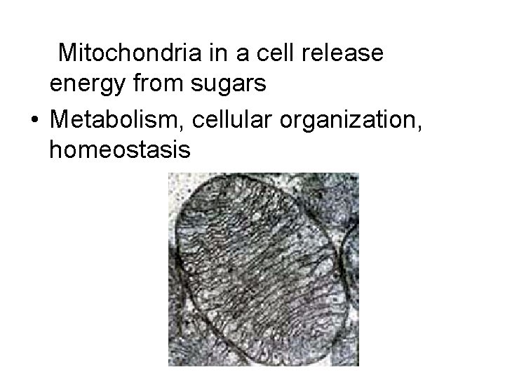 Mitochondria in a cell release energy from sugars • Metabolism, cellular organization, homeostasis 
