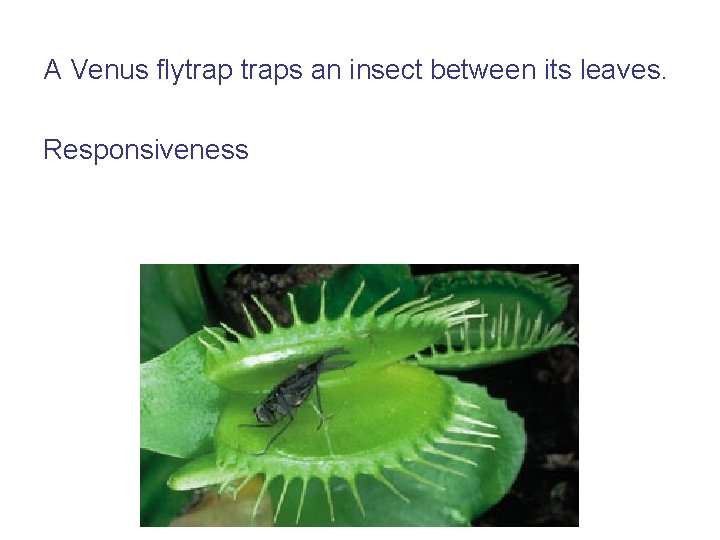 A Venus flytraps an insect between its leaves. Responsiveness 