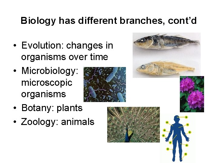 Biology has different branches, cont’d • Evolution: changes in organisms over time • Microbiology: