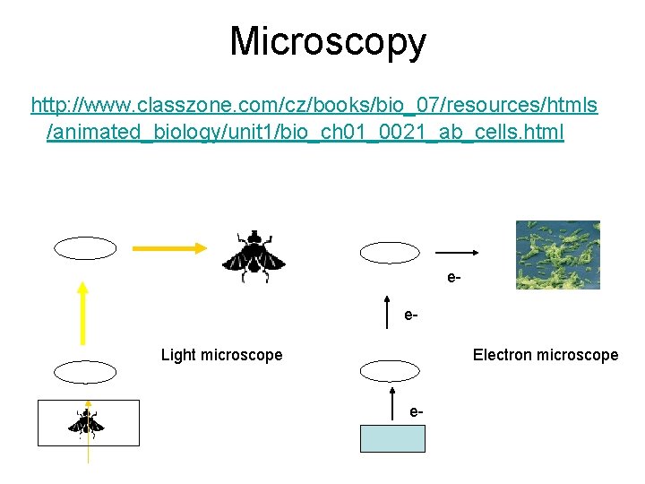 Microscopy http: //www. classzone. com/cz/books/bio_07/resources/htmls /animated_biology/unit 1/bio_ch 01_0021_ab_cells. html ee. Light microscope Electron microscope