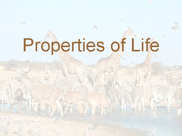 Properties of Life 