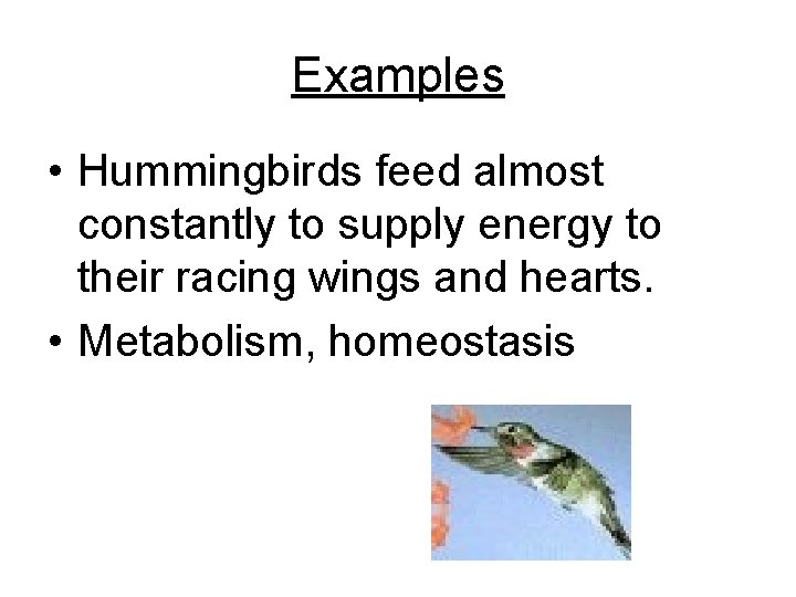 Examples • Hummingbirds feed almost constantly to supply energy to their racing wings and