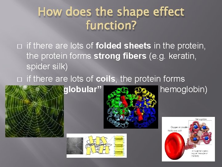 How does the shape effect function? � � if there are lots of folded