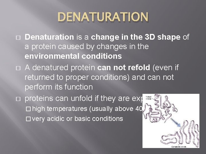 DENATURATION � � � Denaturation is a change in the 3 D shape of