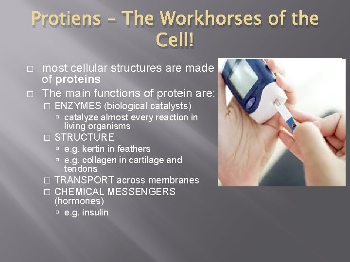 Protiens – The Workhorses of the Cell! � � most cellular structures are made
