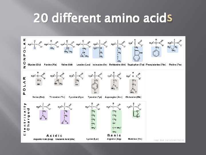 20 different amino acid s 