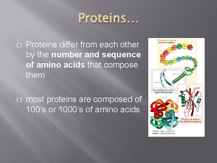 Proteins… � Proteins differ from each other by the number and sequence of amino