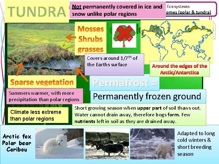 TUNDRA Not permanently Why are natural ecosystems important? covered in. Sustainable ice and Ecosystems