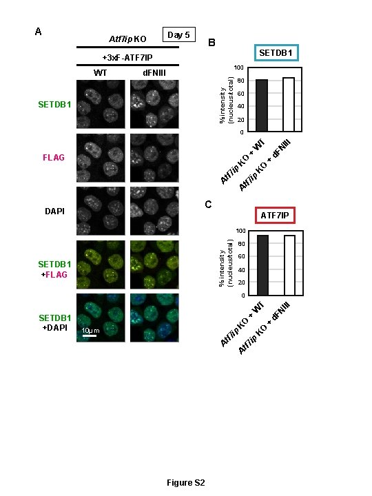 A Atf 7 ip KO Day 5 B SETDB 1 +3 x. F-ATF 7