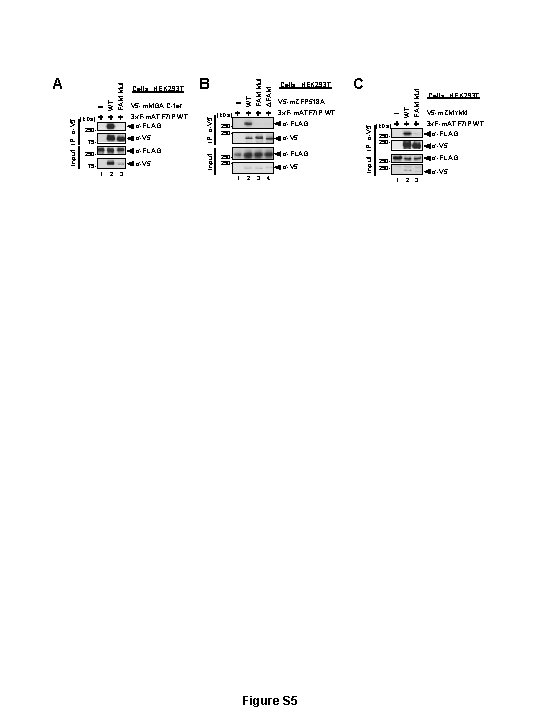 α-V 5 75 - α-FLAG 250 - α-V 5 751 2 3 C WT