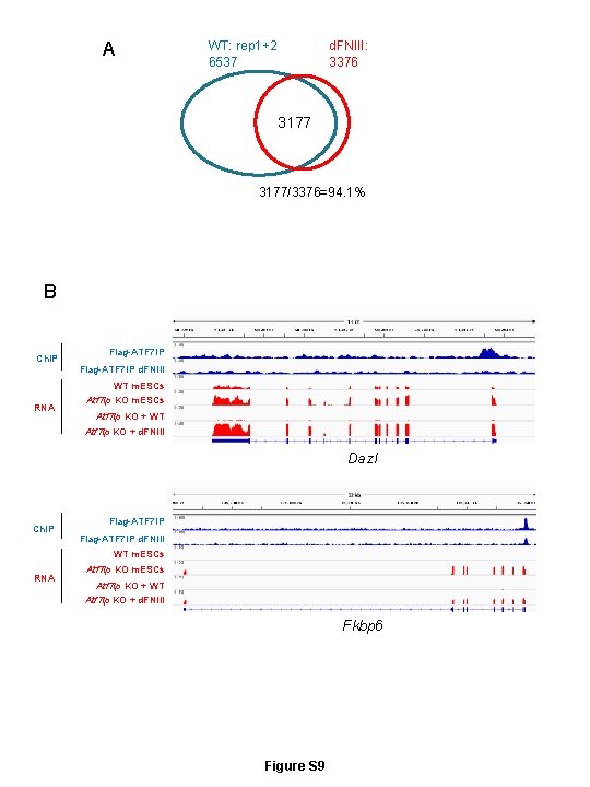 A WT: rep 1+2 6537 d. FNIII: 3376 3177/3376=94. 1% B Ch. IP Flag-ATF