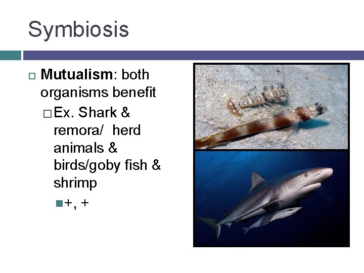 Symbiosis Mutualism: both organisms benefit � Ex. Shark & remora/ herd animals & birds/goby