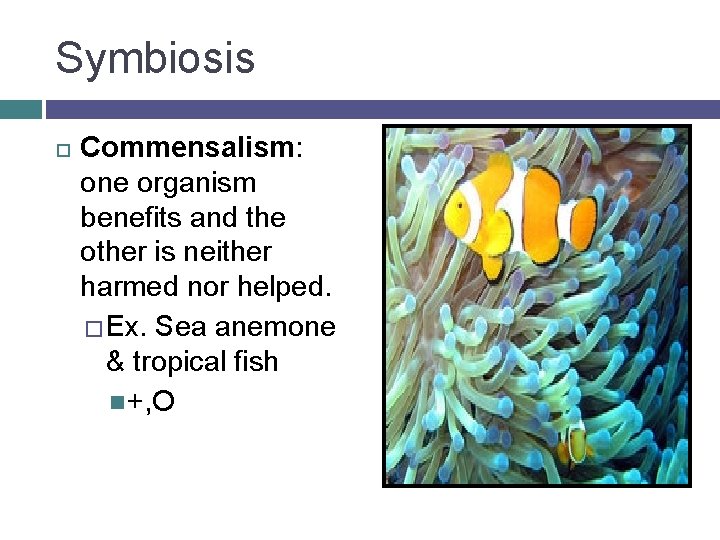 Symbiosis Commensalism: one organism benefits and the other is neither harmed nor helped. �