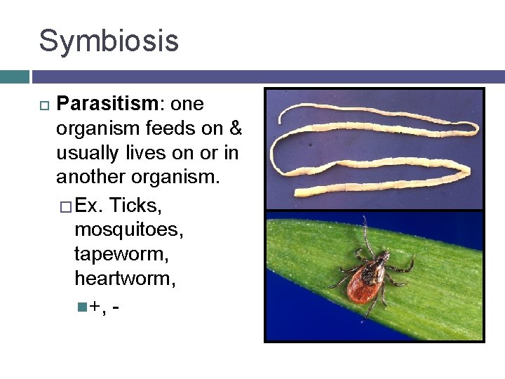 Symbiosis Parasitism: one organism feeds on & usually lives on or in another organism.