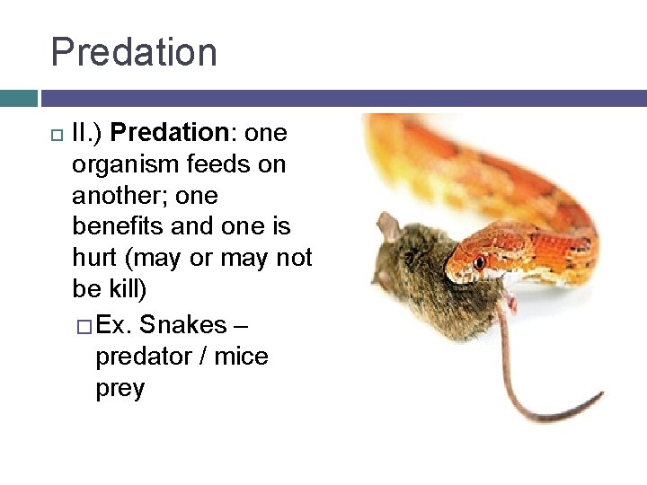 Predation II. ) Predation: one organism feeds on another; one benefits and one is