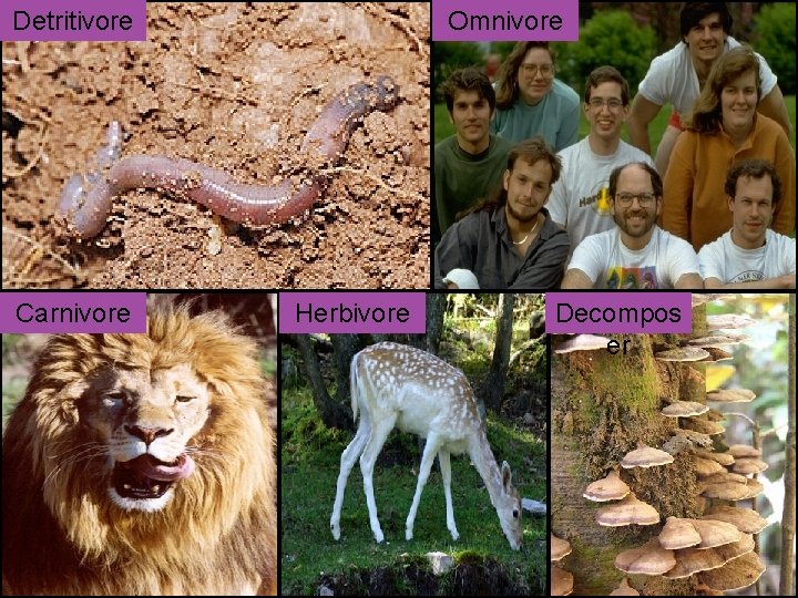 Detritivore Carnivore Omnivore Herbivore Decompos er 
