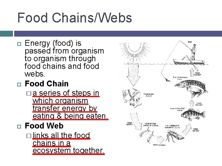 Food Chains/Webs Energy (food) is passed from organism to organism through food chains and