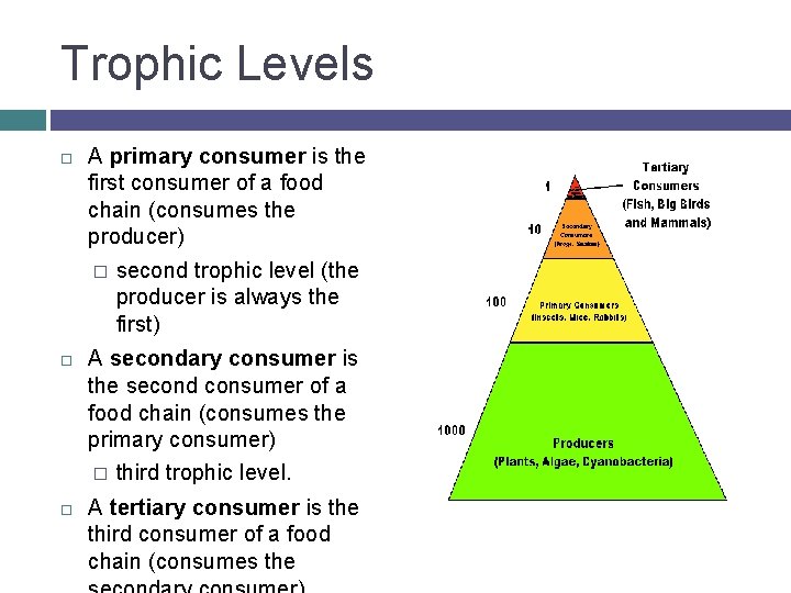 Trophic Levels A primary consumer is the first consumer of a food chain (consumes