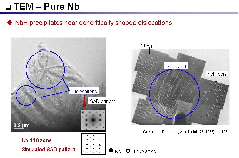  TEM – Pure Nb u Nb. H precipitates near dendritically shaped dislocations Nb.