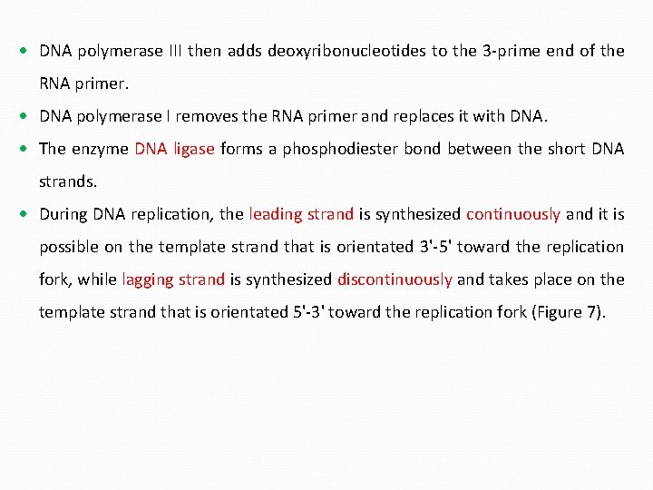  DNA polymerase III then adds deoxyribonucleotides to the 3 -prime end of the