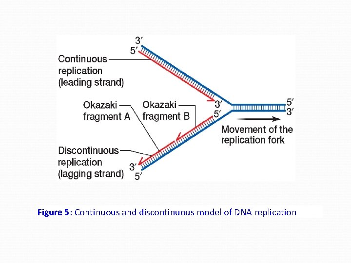 Figure 5: Continuous and discontinuous model of DNA replication 