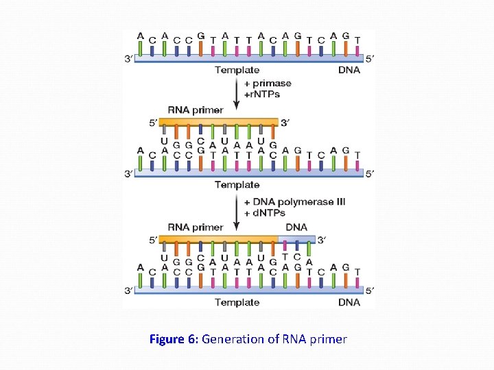 Figure 6: Generation of RNA primer 