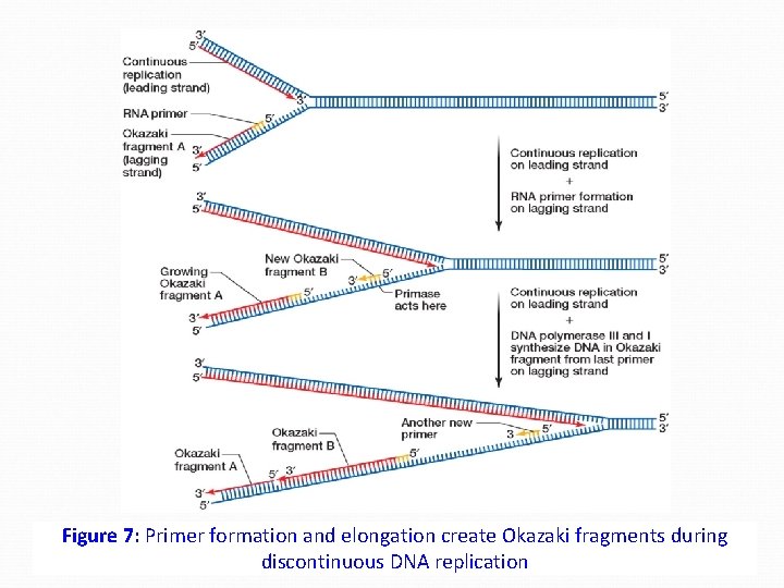 Figure 7: Primer formation and elongation create Okazaki fragments during discontinuous DNA replication 