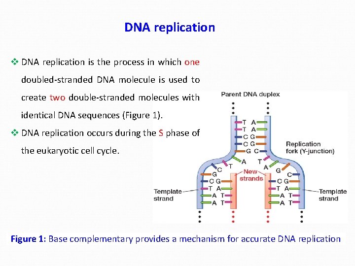 DNA replication v DNA replication is the process in which one doubled-stranded DNA molecule