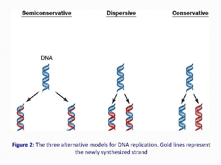 Figure 2: The three alternative models for DNA replication. Gold lines represent the newly