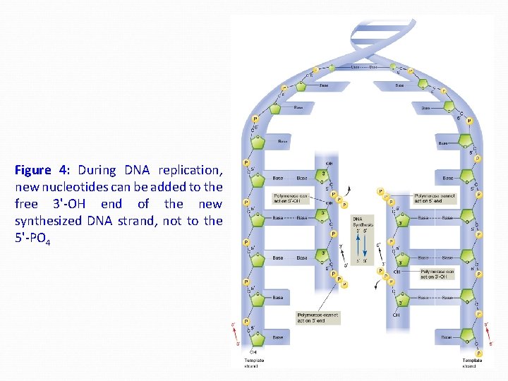 Figure 4: During DNA replication, new nucleotides can be added to the free 3'-OH