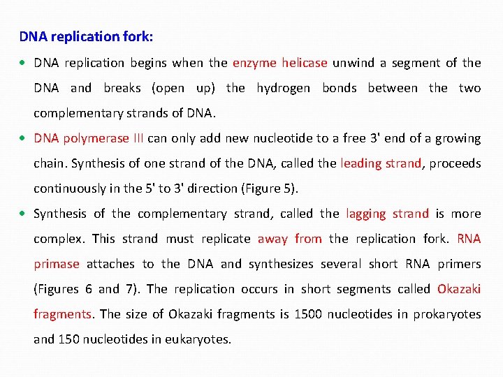 DNA replication fork: DNA replication begins when the enzyme helicase unwind a segment of
