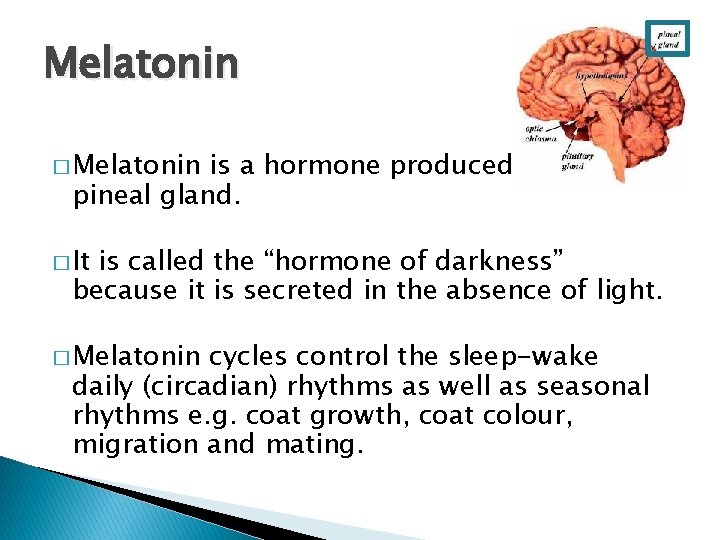 Melatonin � Melatonin is a hormone produced by the pineal gland. � It is