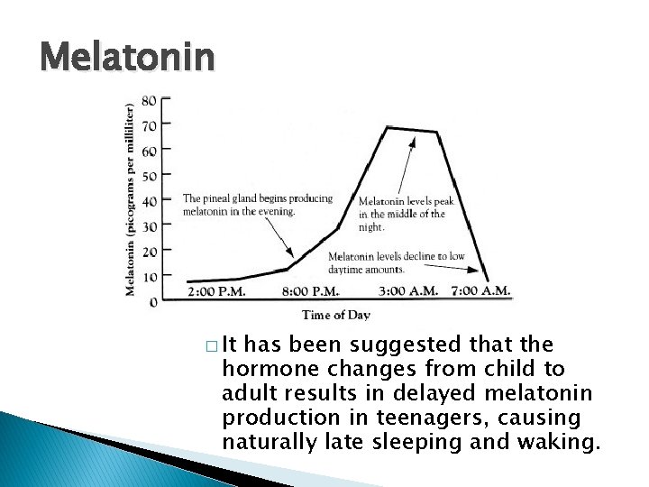 Melatonin � It has been suggested that the hormone changes from child to adult