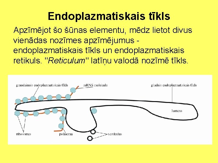 Endoplazmatiskais tīkls Apzīmējot šo šūnas elementu, mēdz lietot divus vienādas nozīmes apzīmējumus endoplazmatiskais tīkls