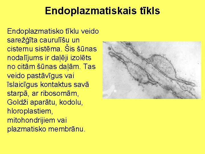 Endoplazmatiskais tīkls Endoplazmatisko tīklu veido sarežģīta caurulīšu un cisternu sistēma. Šis šūnas nodalījums ir