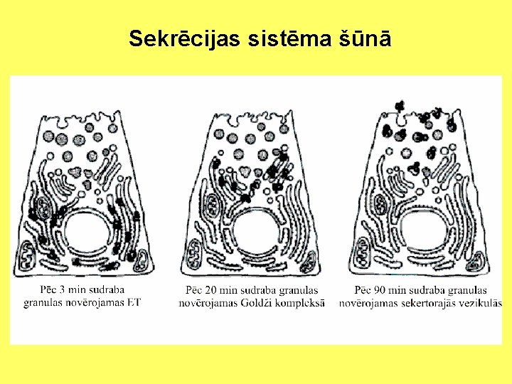 Sekrēcijas sistēma šūnā 