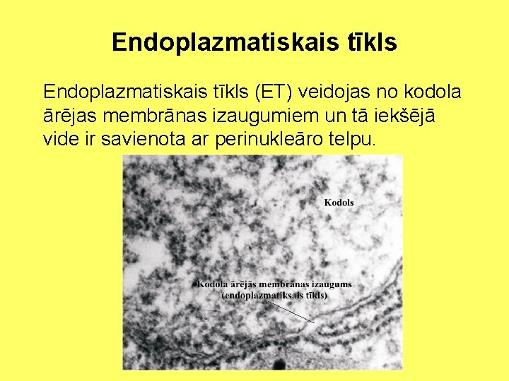 Endoplazmatiskais tīkls (ET) veidojas no kodola ārējas membrānas izaugumiem un tā iekšējā vide ir
