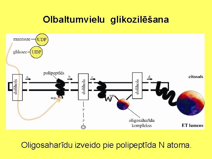 Olbaltumvielu glikozilēšana Oligosaharīdu izveido pie polipeptīda N atoma. 